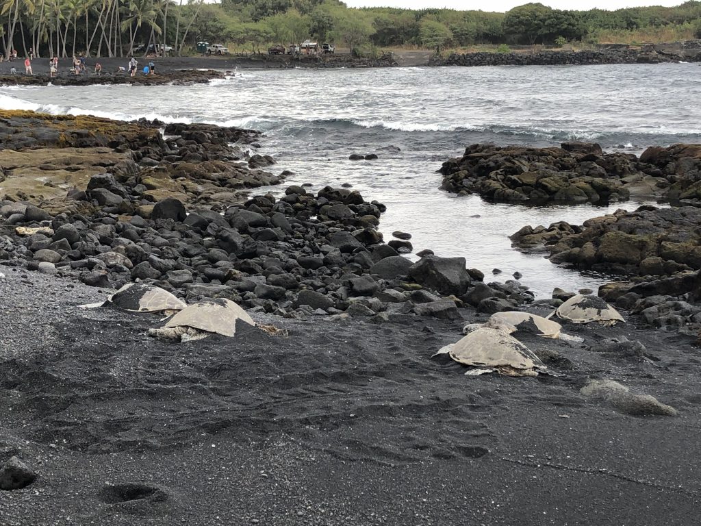 Black Sand Beach with Sea Turtles